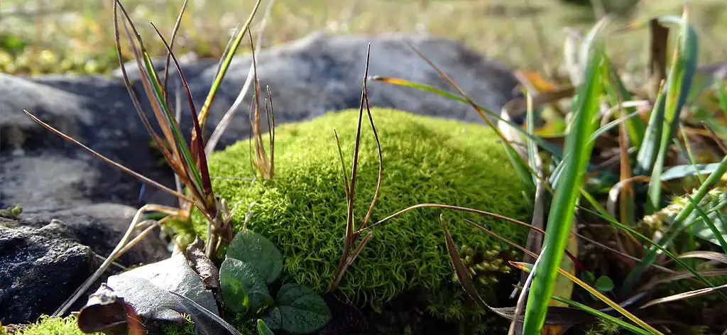 Natur und Erlebnipädagogik in der Fuschlseeregion