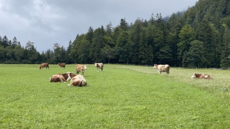 Escursione sotto la pioggia - da Faistenau intorno all'Hintersee