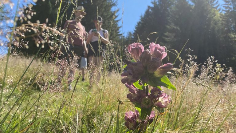 Escursione all'altezza di Loibersbacher