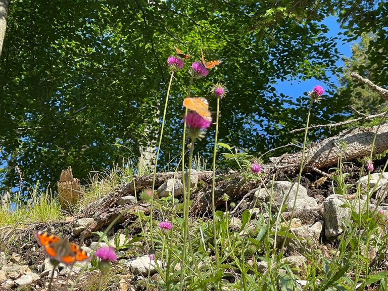 Hiking in the Fuschlsee region