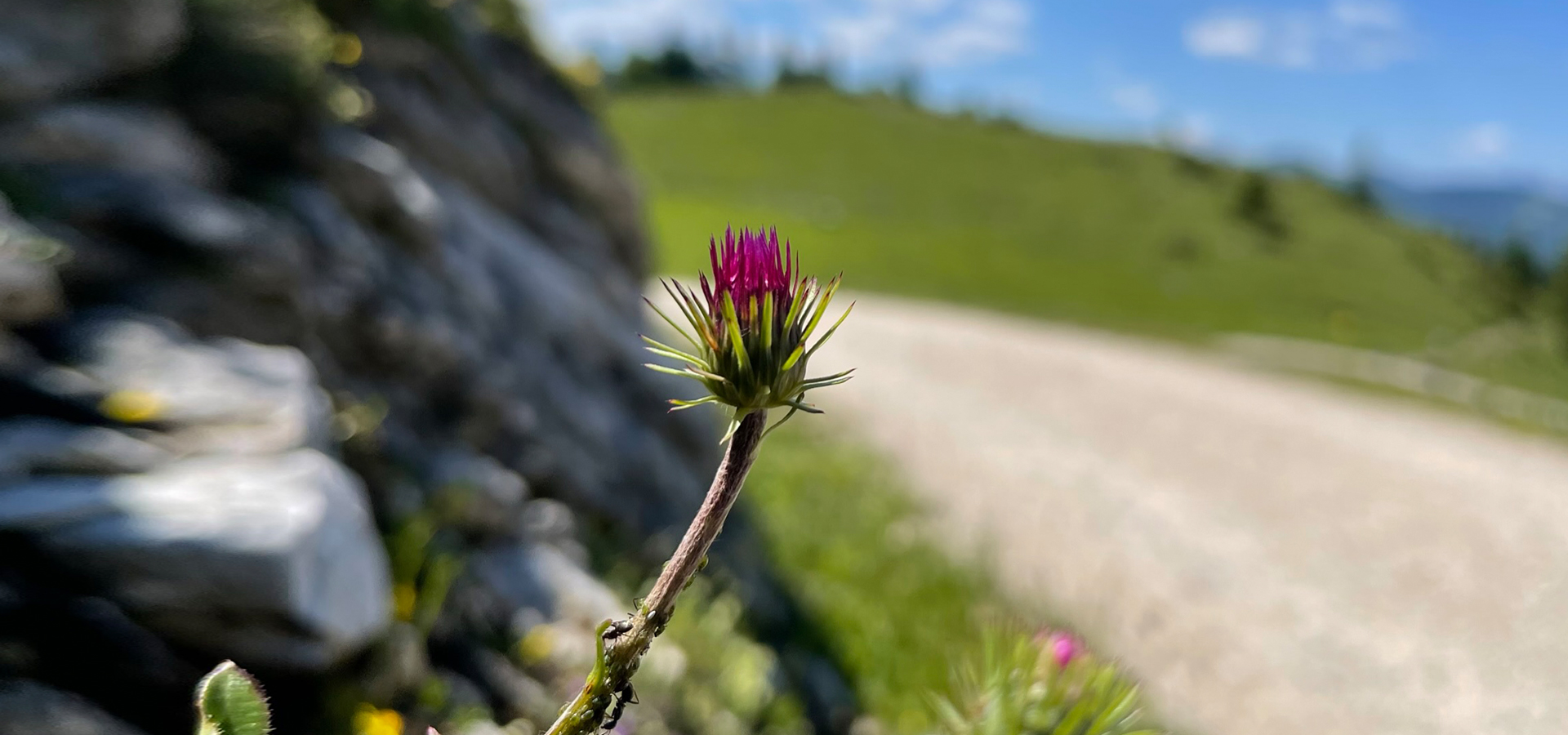Wandern in der Fuschlseeregion