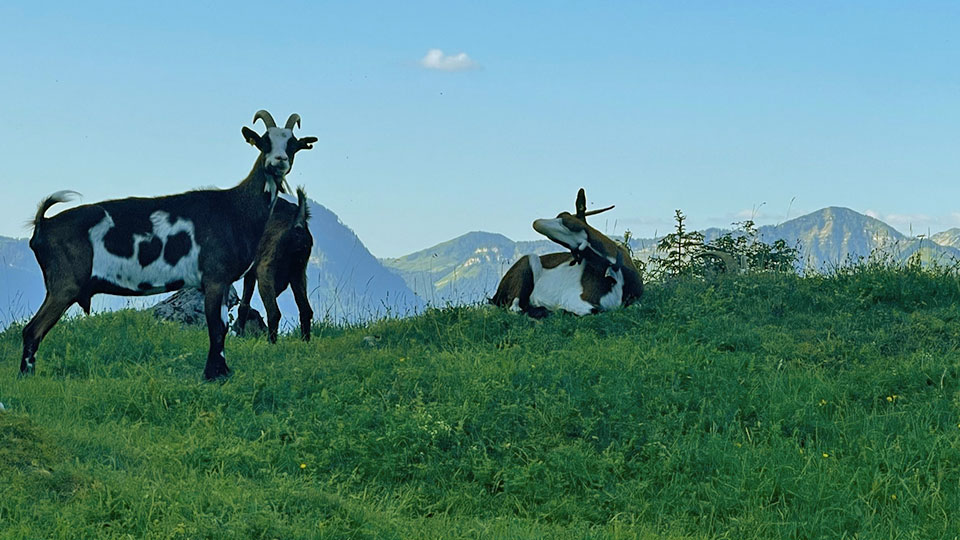 Escursione Schafberg am Wolfgangsee